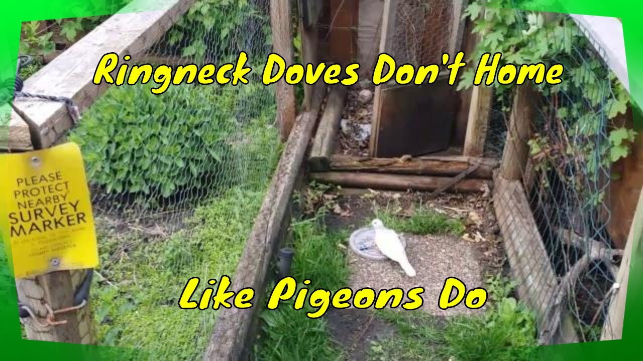 The Ringneck Doves Are Back Home