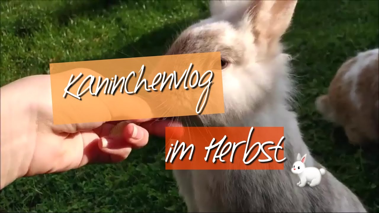 Kaninchen-Vlog im Herbst❤😍
