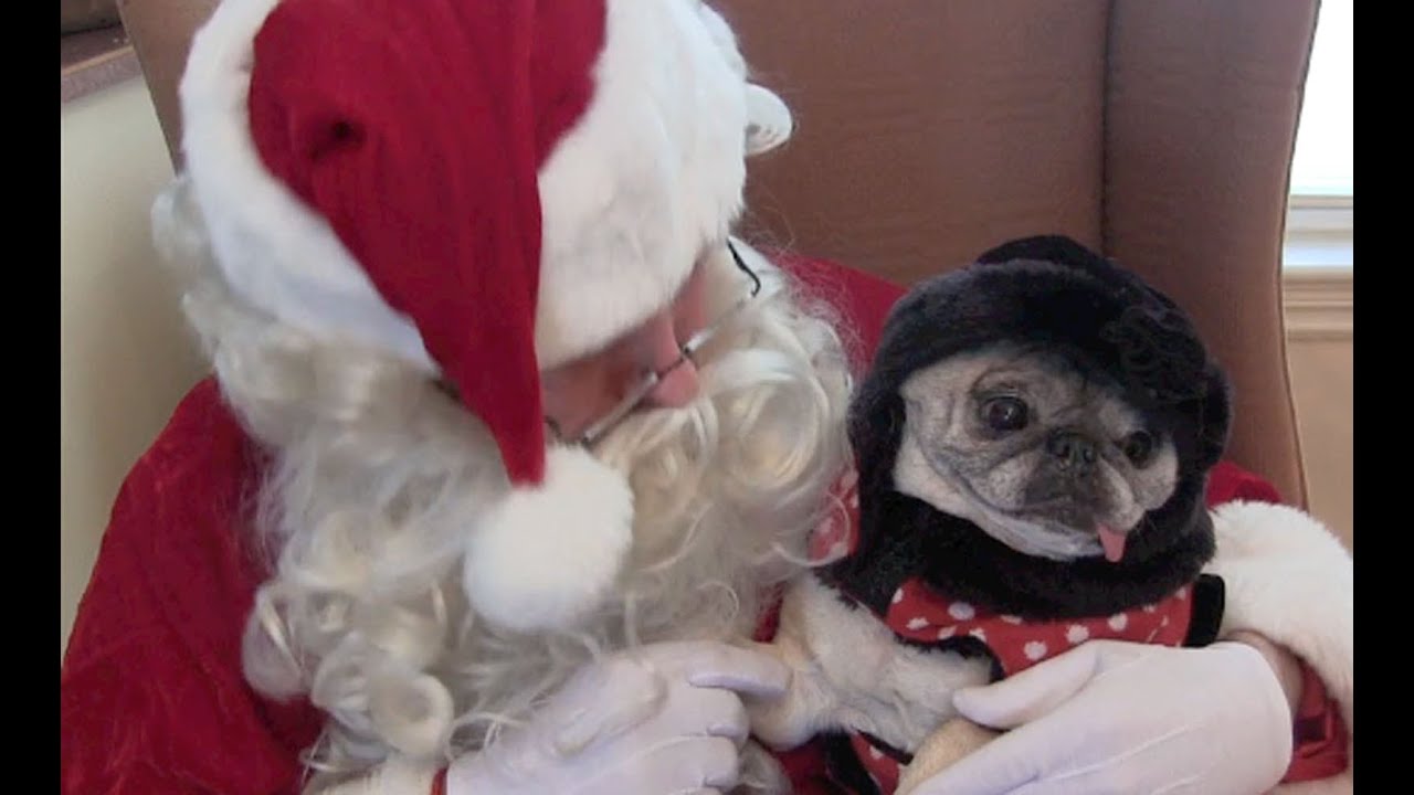 Pugs Visit with Santa