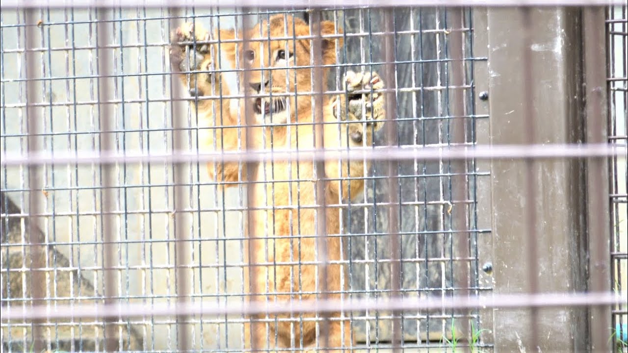 Baby lions🦁 But they've grown up quite a bit.