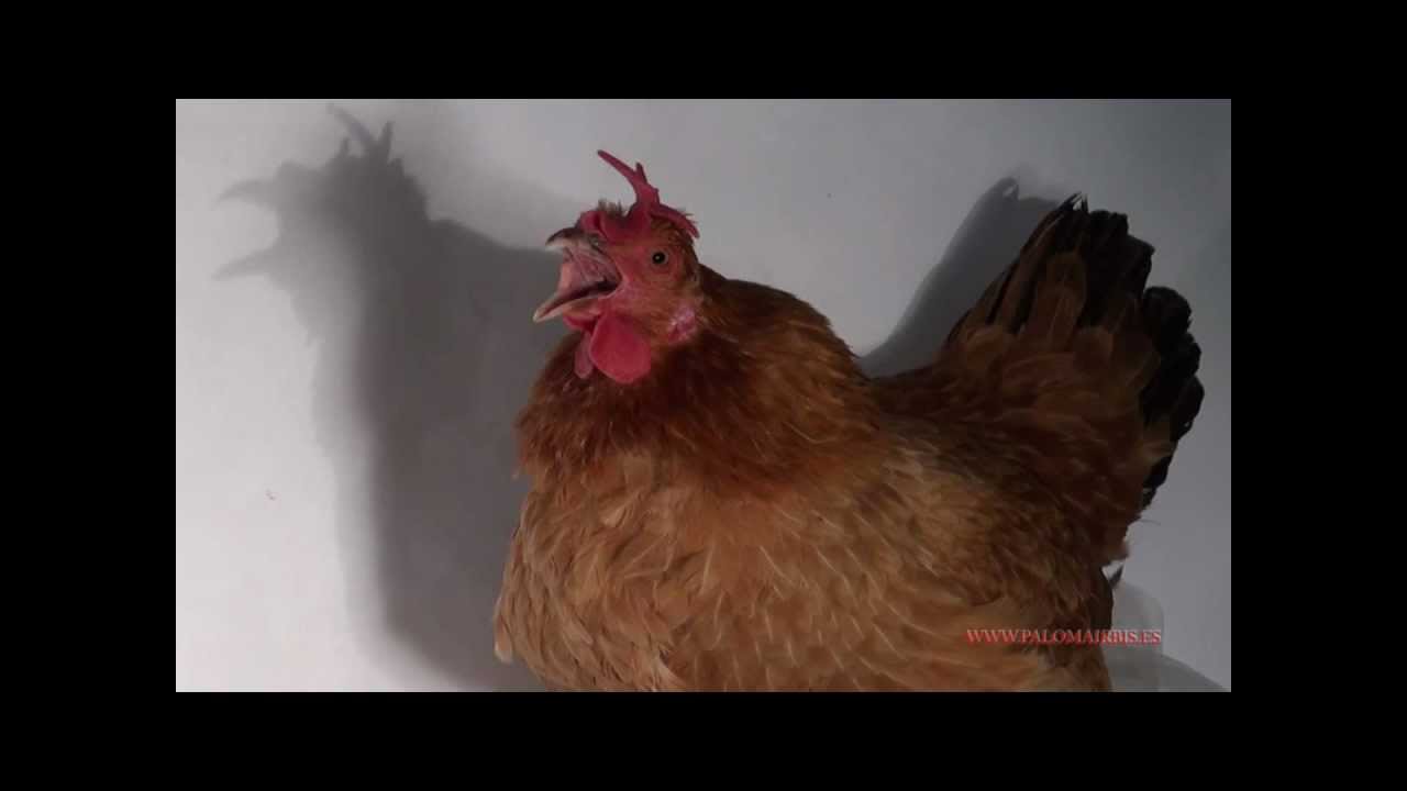 GALLINA CANTANDO OPERA