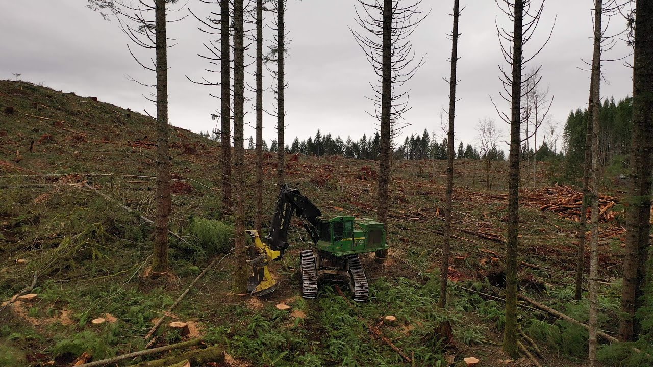 Feller buncher putting trees on the ground!