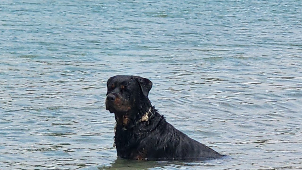 my#dog#devil#swimming#miao#riverbank the new#one piece#Cafe#shop#ceremony