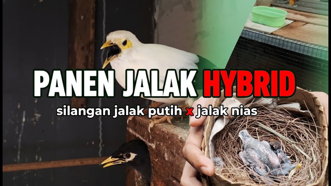 SAKING AJAIBNYA AVIARY KECIL INI, BAHKAN BURUNG JALAK HYBRID BISA BERANAK PINAK BARENG BURUNG LAIN