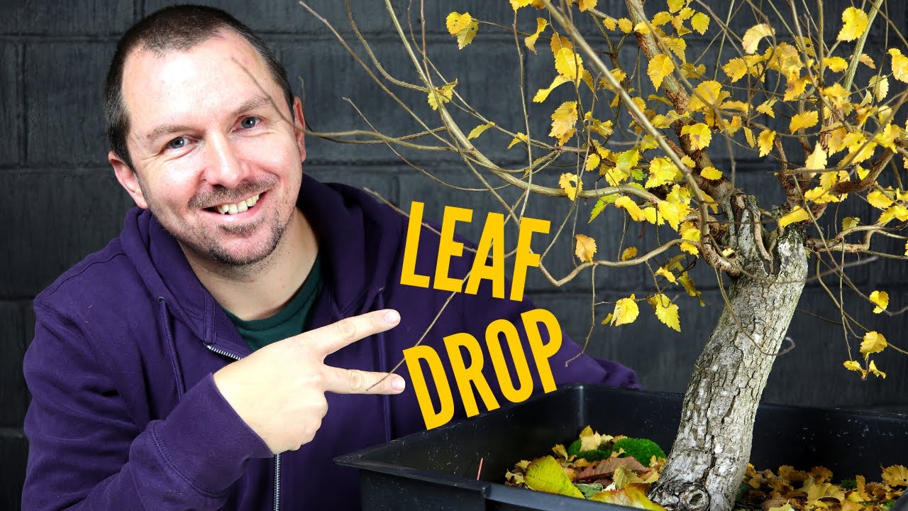 Deciduous Bonsai Autumn Pruning: English Elm Pre-Bonsai