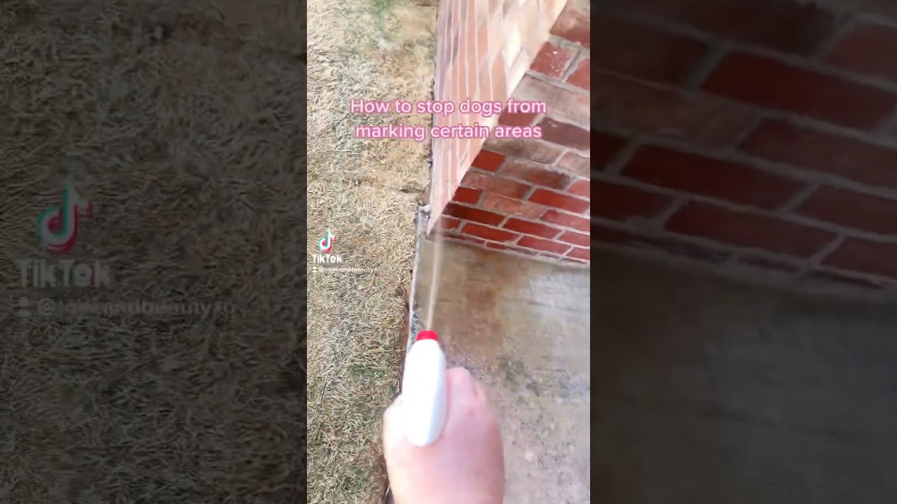 🛑🐶STOP DOG MARKING🐶🛑 #howto #pets #dog