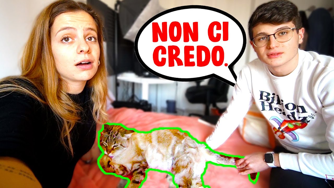 NINNA HA PRESO UN NUOVO GATTO SENZA DIRMELO!! *La mia reazione*