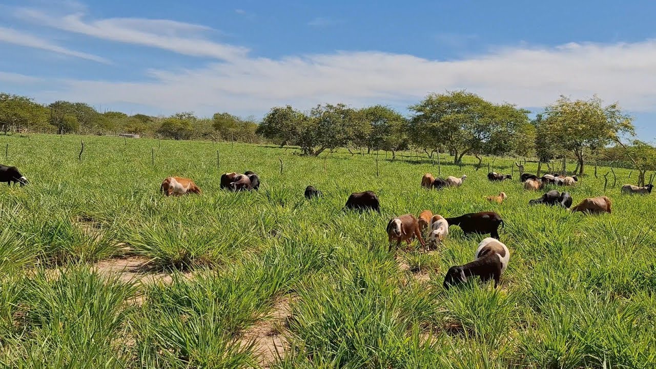 CRIAÇÃO DE OVELHAS,COMO ESTÁ SENDO O MANEJO DAS MATRIZES + ENGORDA DE CORDEIROS+DIVISÕES DE PIQUETES