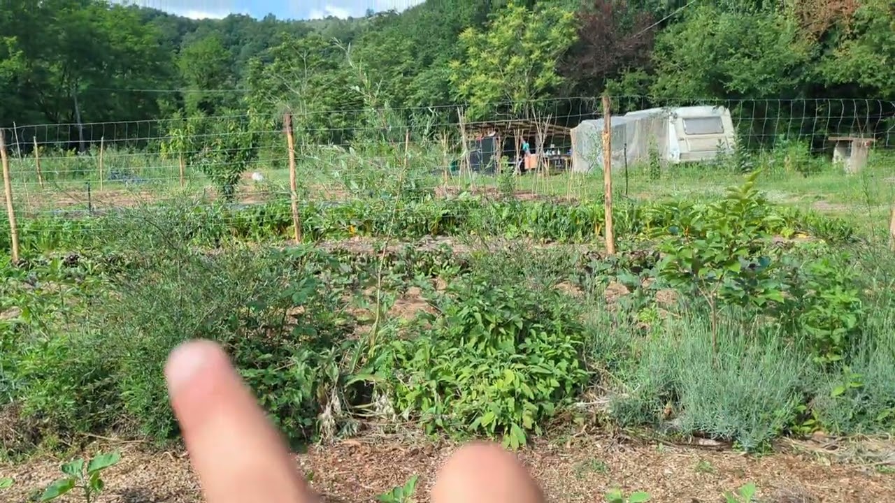 Syntropic agroforestry row in a market garden