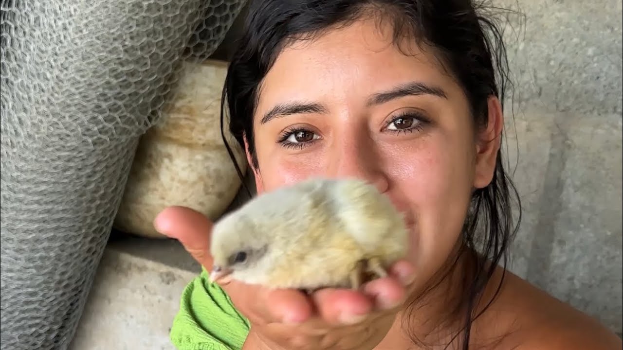 Nacieron mis Nuevos Pollitos 🐣 ~ Saida ZC ~💚