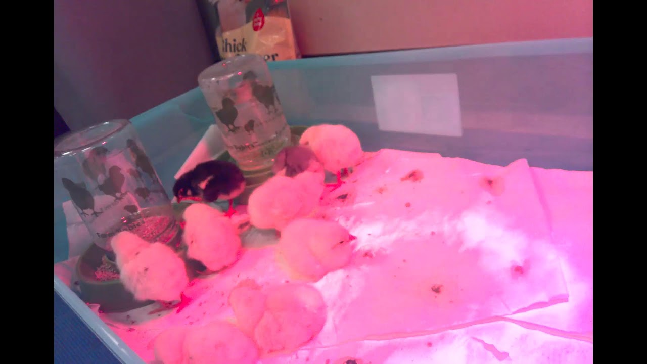 Lewellen Feb Chick Hatching