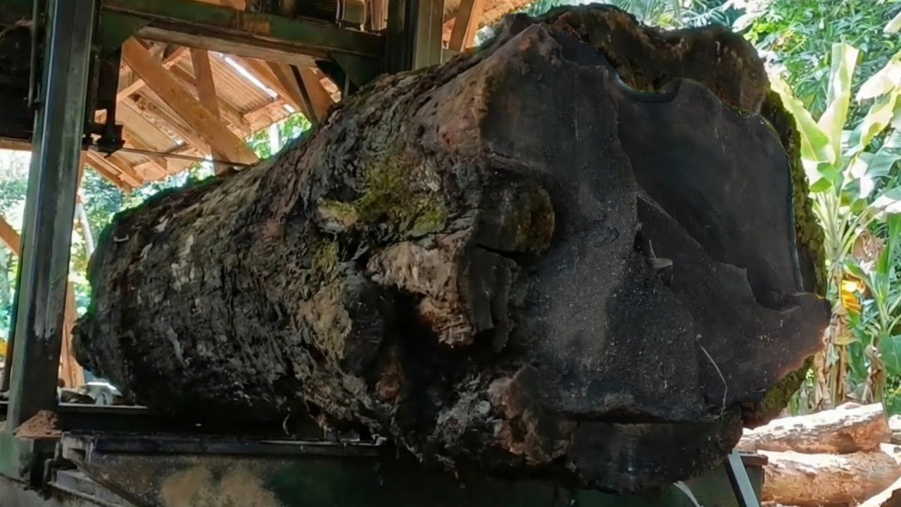 BIG BLACK WOOD,, a miracle of extraordinary beauty 