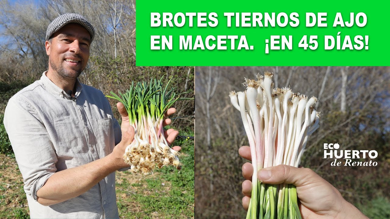 BROTES TIERNOS DE AJO EN MACETA ¡EN 45 DÍAS!