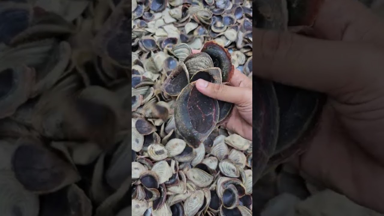 Big and thickness Murex Operculum Seashells / Gastropods Operculum Shells Natural