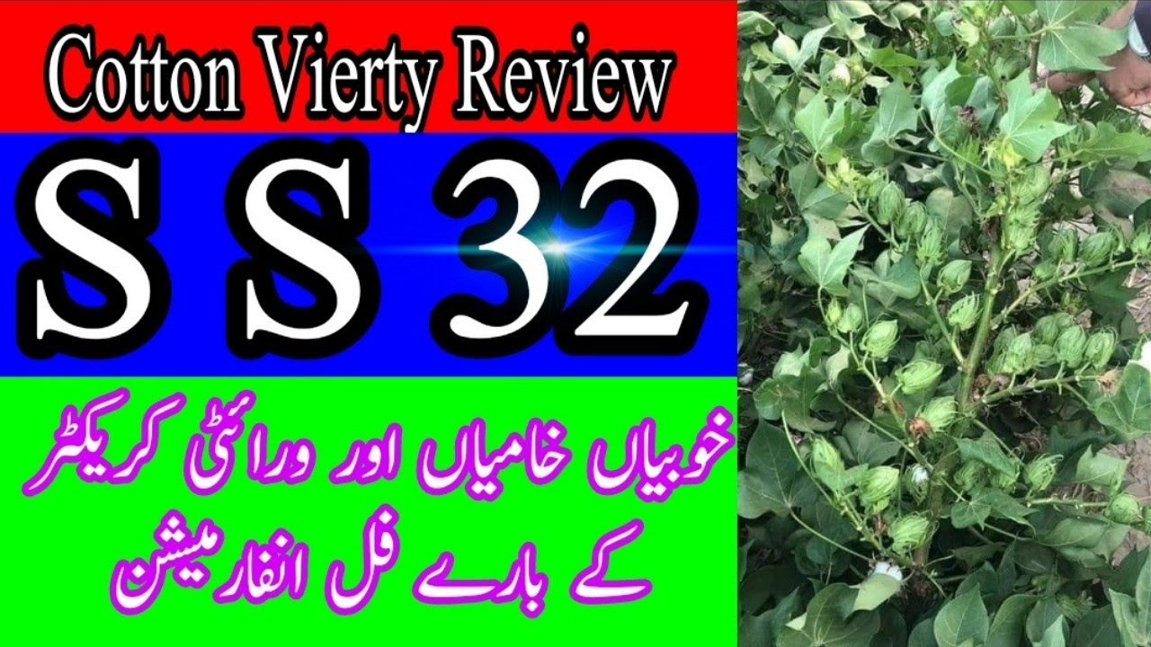Cotton Vierty SS32 Review.