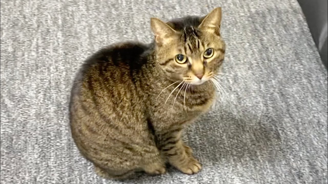 てんちゃん♀が上目遣いで俺を見つめてきます...
