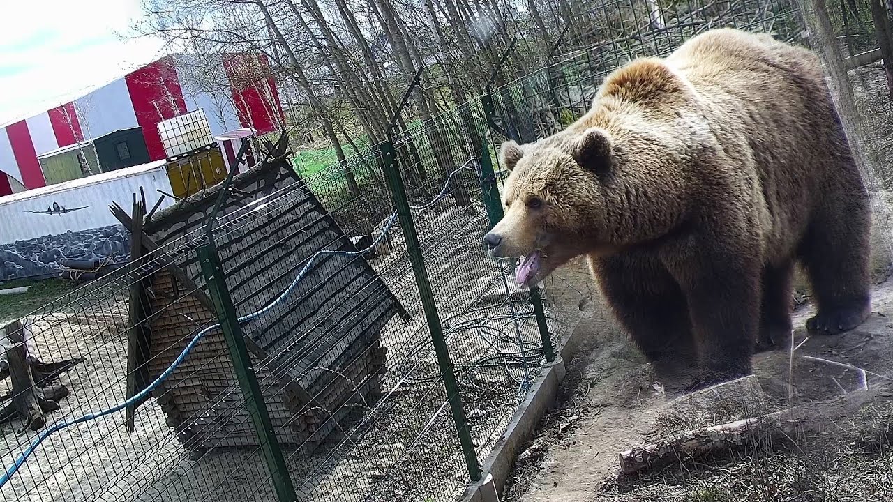 Как к Мансурке Избушка на курьих ножках приехала😲👀