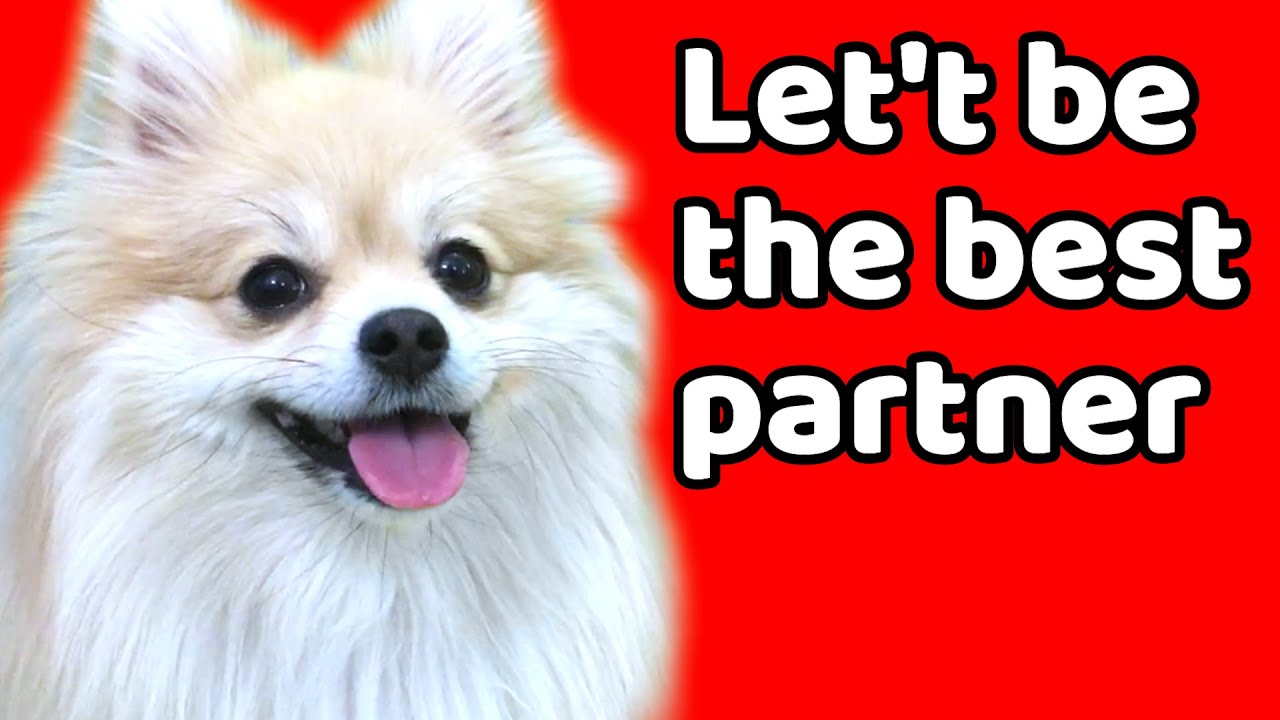 How to Build Better Relationship with Dog|Good Relationship Based Easy Puppy Training|DogTraining101