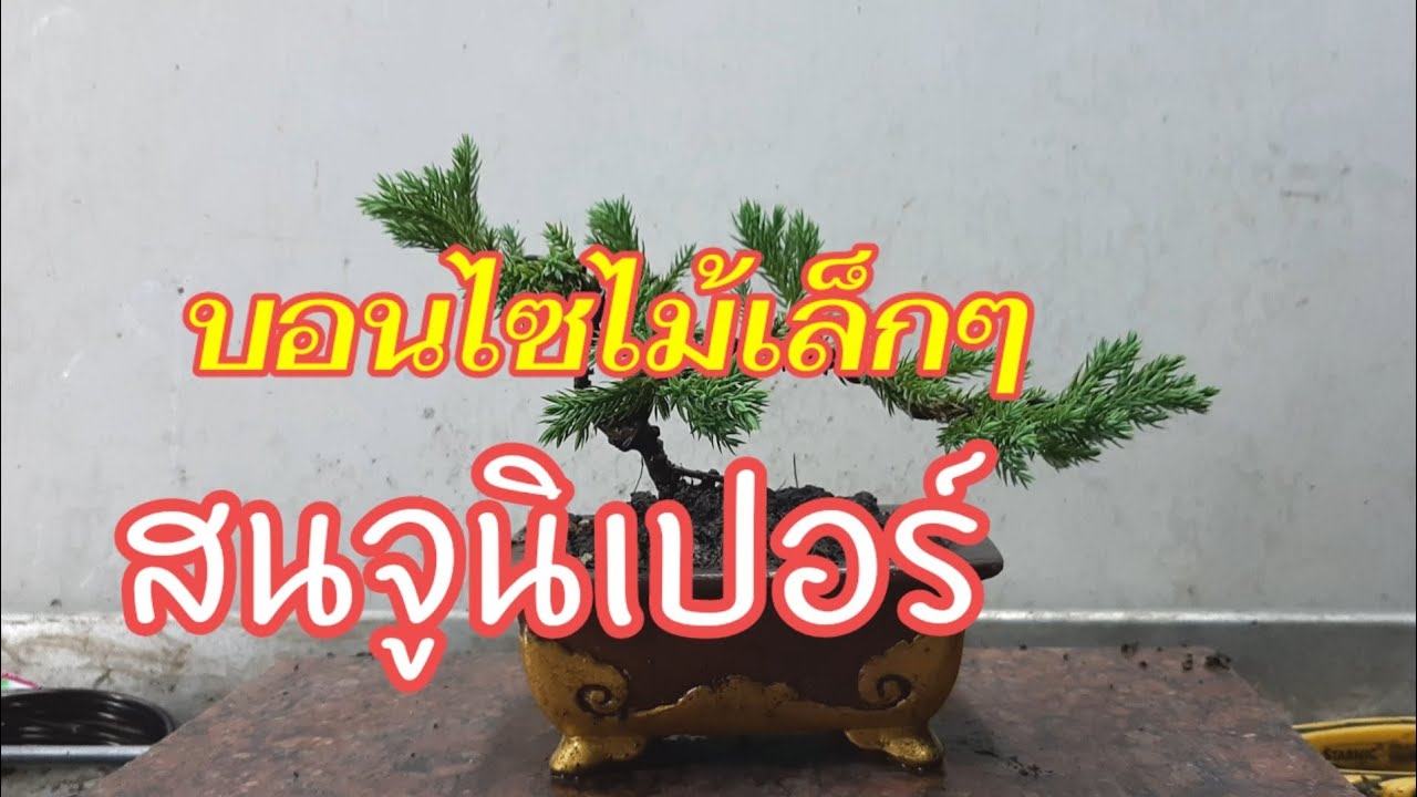 บอนไซไม้เล็กๆ ; สนจูนิเปอร์ คัดกิ่ง เข้าลวด ทำบอนไซง่ายๆครับ
