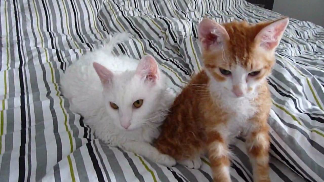 La Perm Cat love