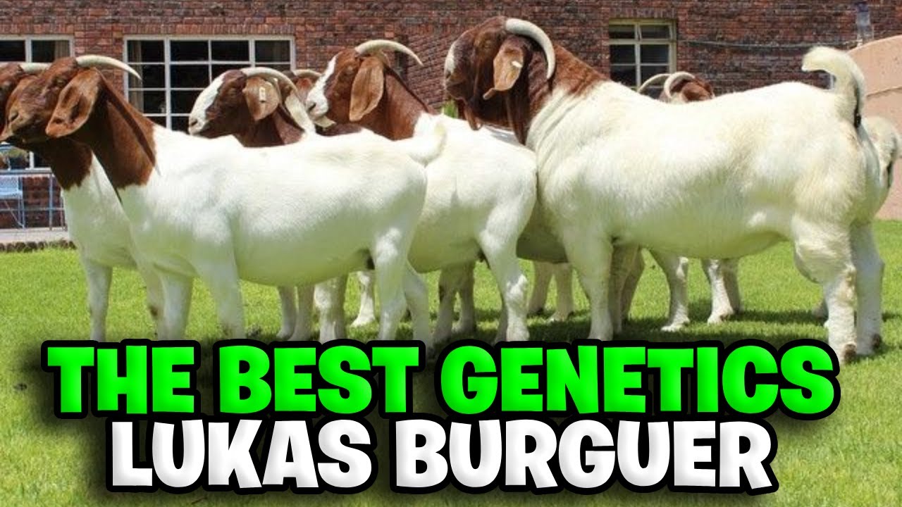 INCREDIBLE! The largest boer goat breeder in the world | Lukas Burger