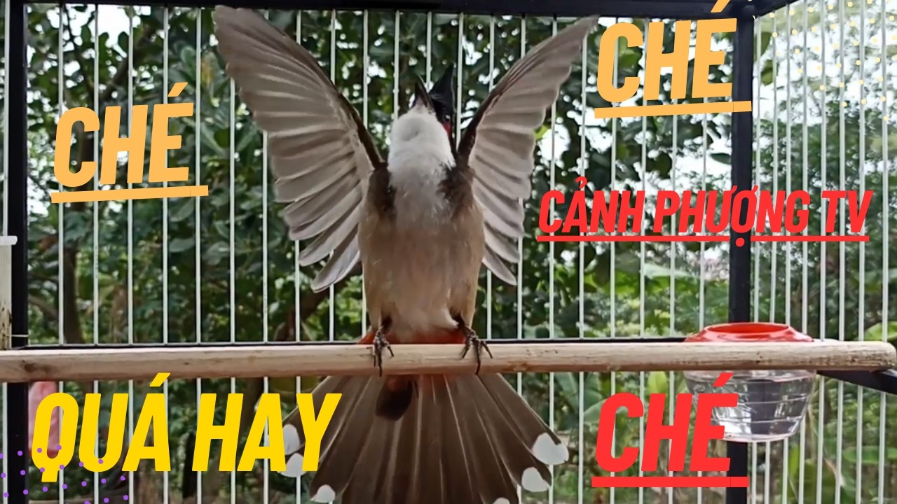 Kích Chào Mào CHÉ | Chào Mào RO Kích Ché, Cách Luyện Chào Mào Hót Căng Lửa, Chào Mào Rò Kích Trống