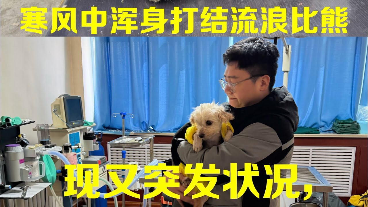 比熊康康 ，剛有家就病倒住院。上吐下瀉，治療壓力 沈重，但我們不放棄。咬牙一起渡過難關！