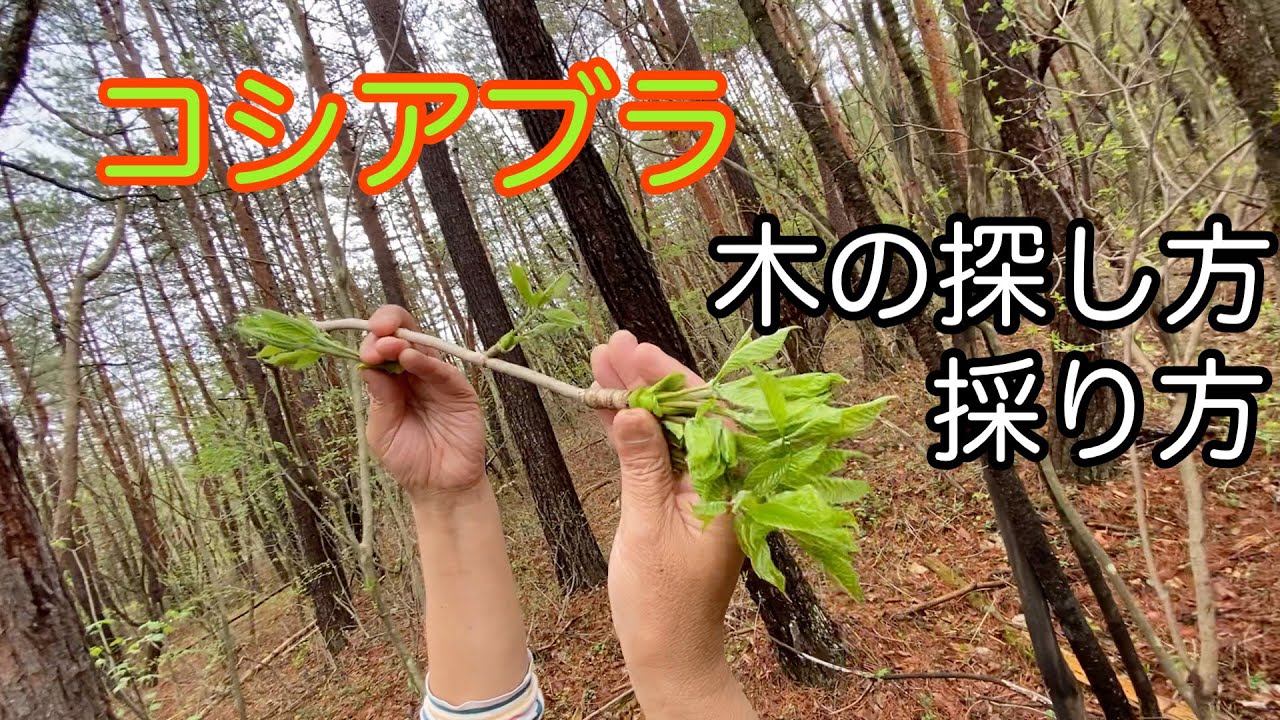 【山菜の女王】コシアブラを探すなら、下をみろ！