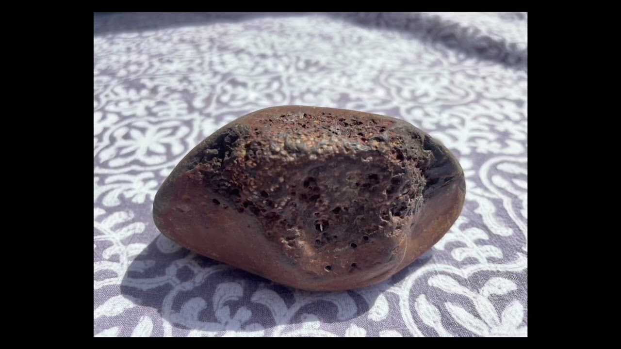 Wardie bay fossil coprolites