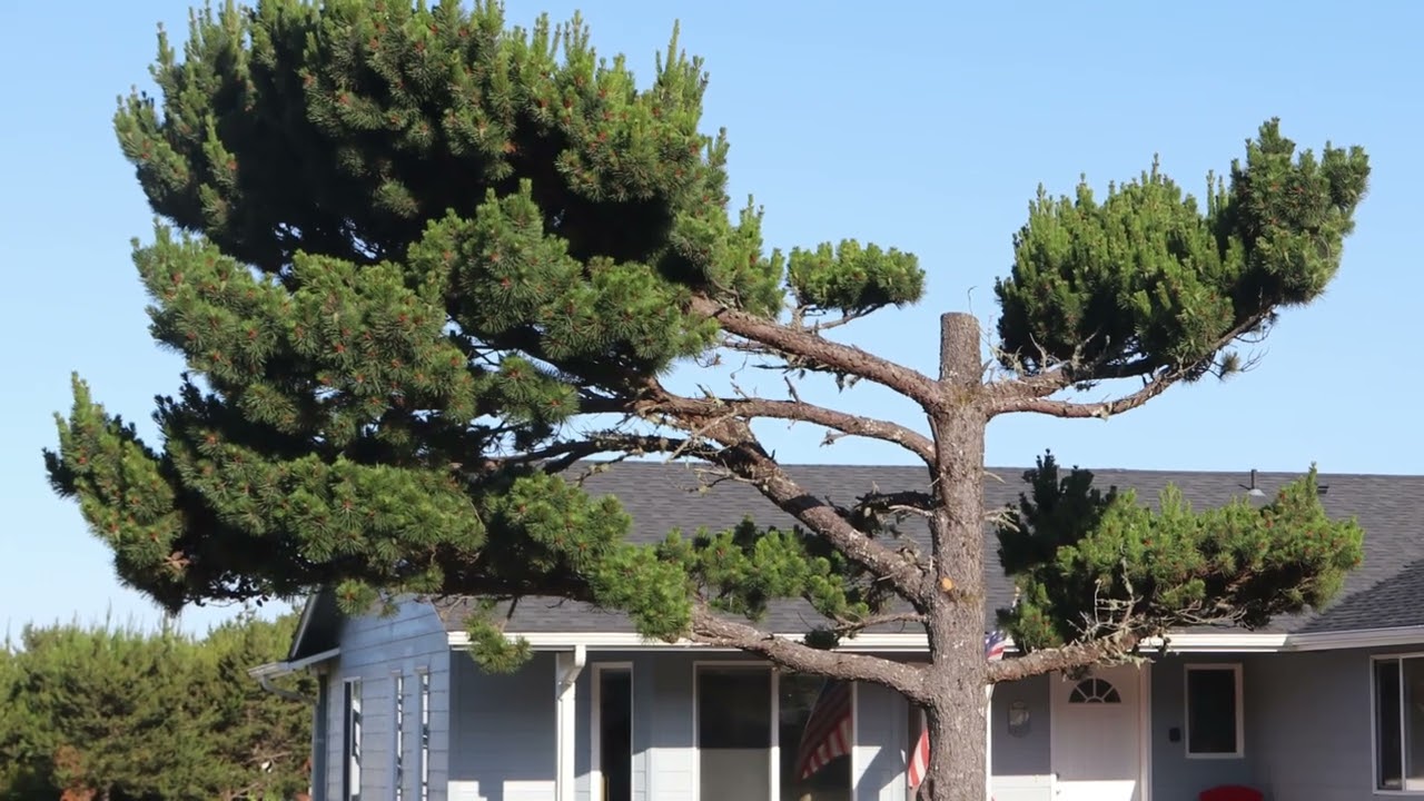 Ghost trees of surfside