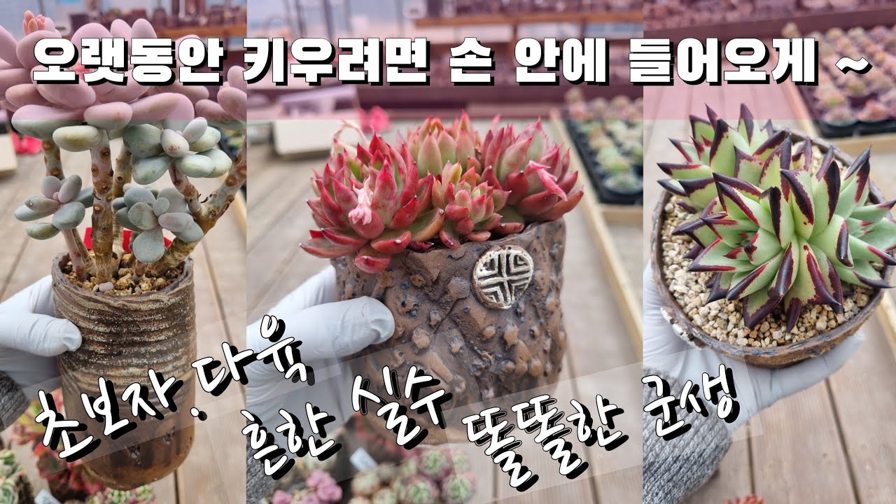 다육을 오~래 키우려면 클릭 !! | #다육군생농장 #다육화분