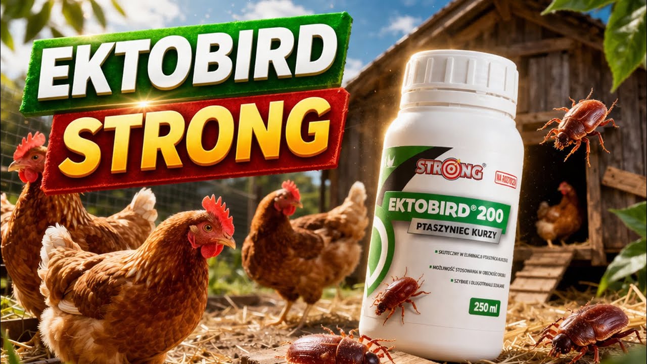 Jak stosować STRONG EKTOBIRD 200 &ndash; oprysk na ptaszyńca kurzego?#ptaszyniec#kurnik#kury