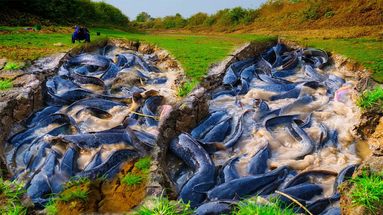 top amazing fishing - a fisherwoman skills catch a lots of catfish in the mud water at rice field