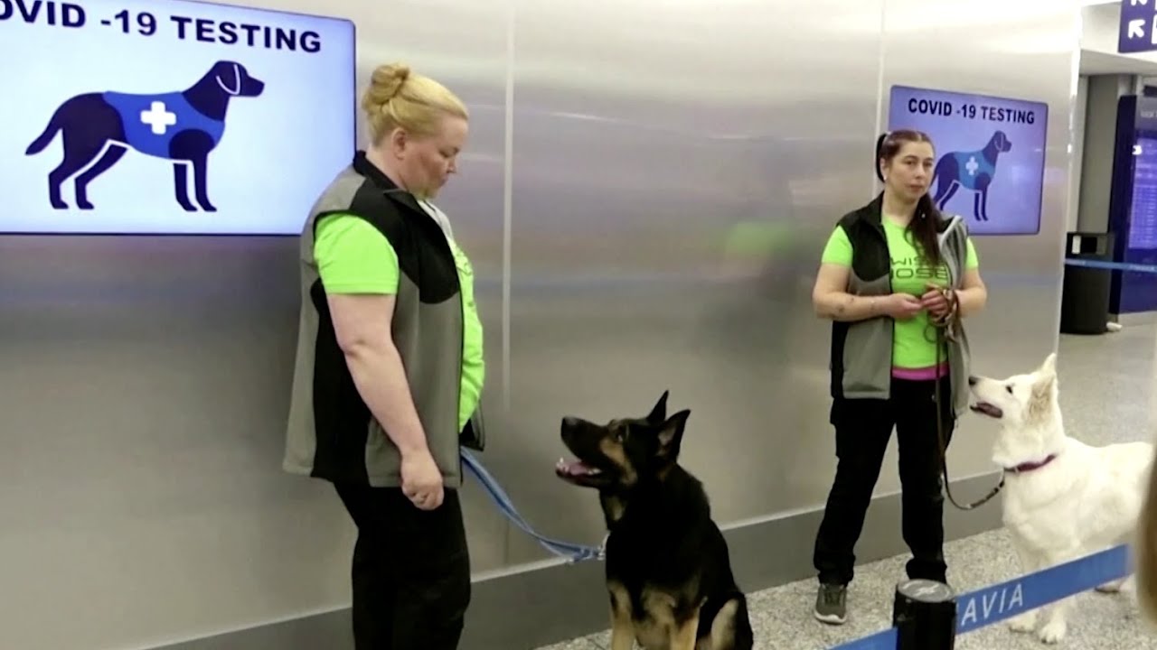 COVID-sniffing dogs deployed at Helsinki airport