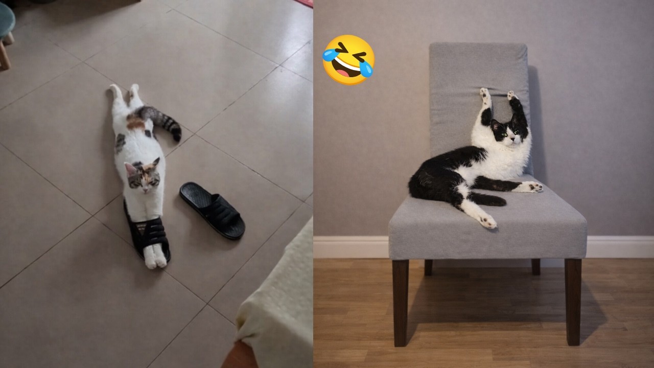 Cat Lying Funny Style Other Cat Totally Shocked 😂😹