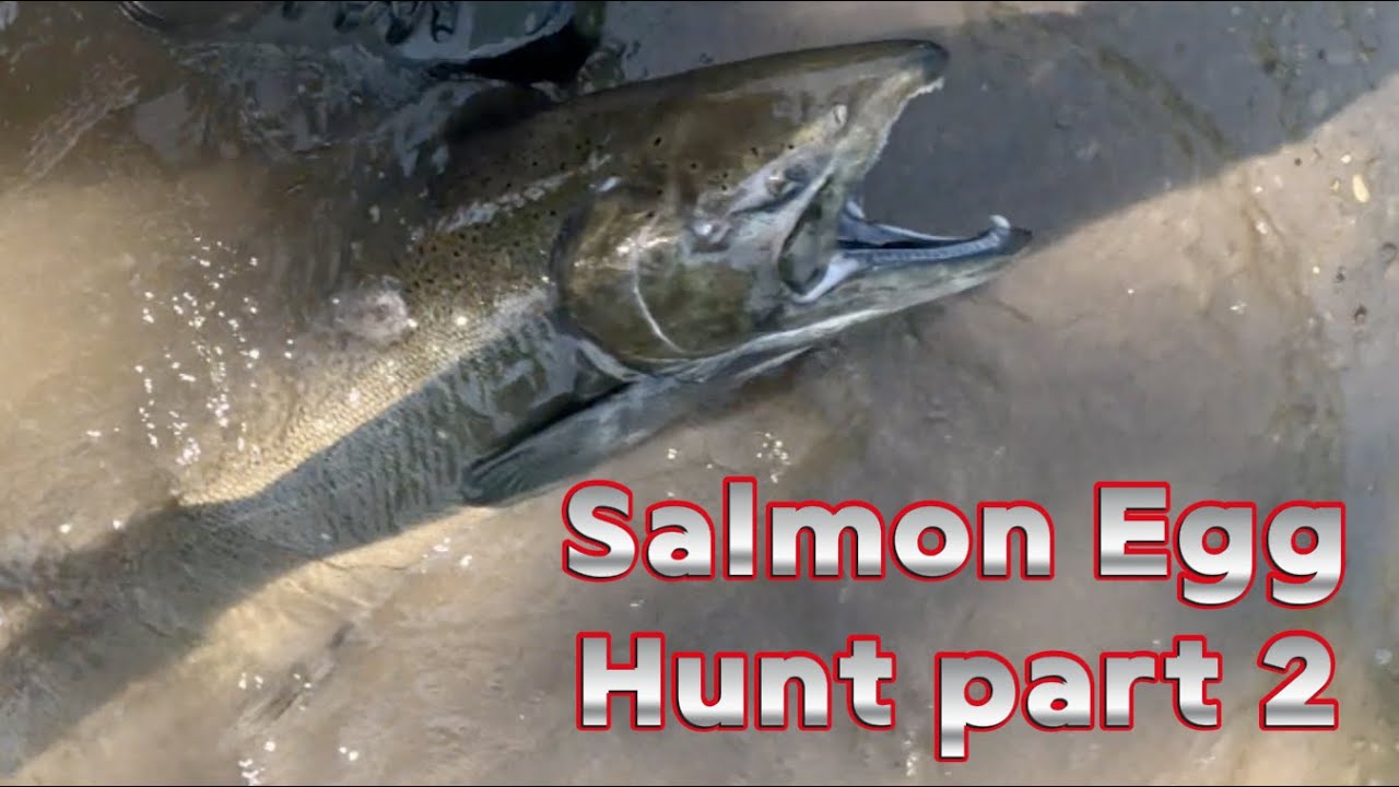 Salmon Egg Hunt part 2 | #fishing #fishingvideo #fishinglife  #salmonfishing #fypシ #fypシ゚viral