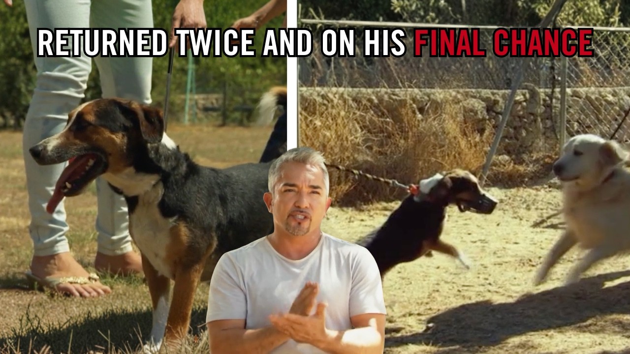 This Dog Was Returned Twice. Can He Get Another Chance? | Leader of the Pack
