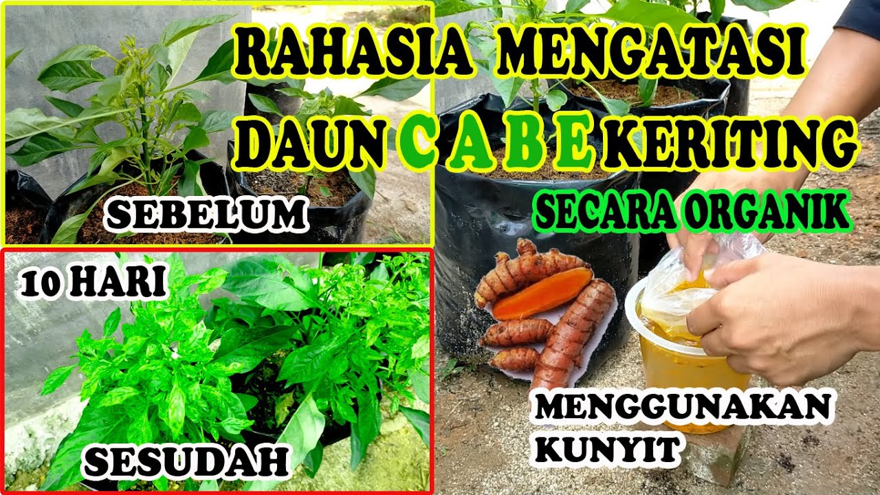 Bongkar Rahasia... Cara Mengobati Daun Cabe Keriting Menggunakan Kunyit
