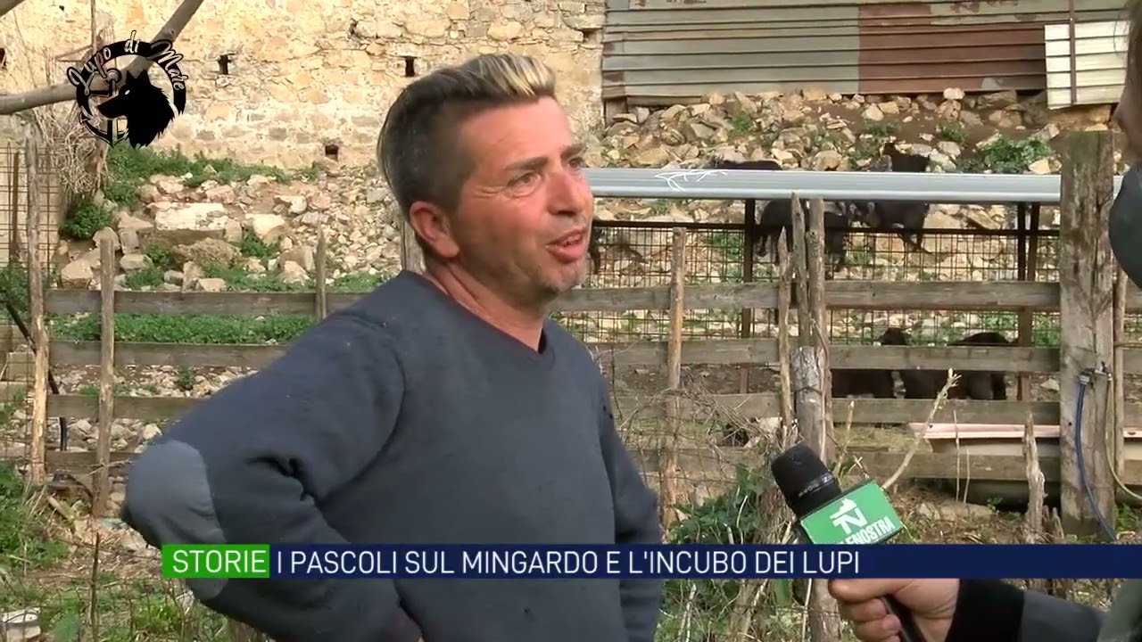 I pascoli nella valle del Mingardo e l'incubo dei lupi. L'allarme degli allevatori