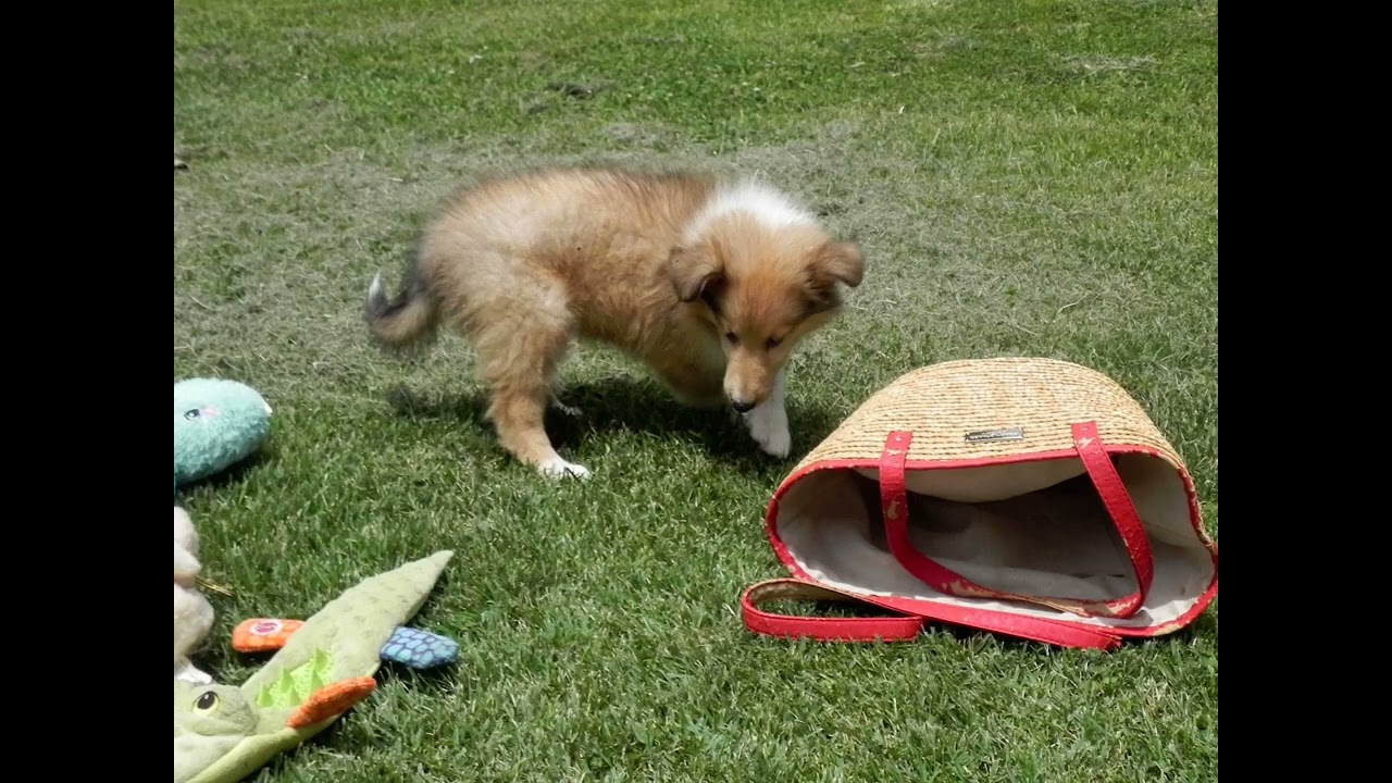 April - Rough Collie Female Puppy - Classic Kennels