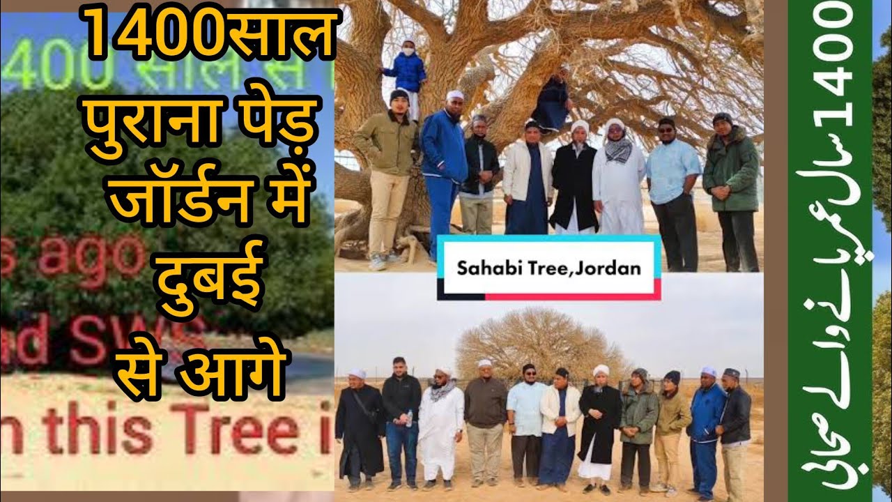 साहबी पेड़ 1500साल पुराना/Sahabi Tree,(Arabic&nbsp;شجرالمبارکہ) is a 1500year old tree