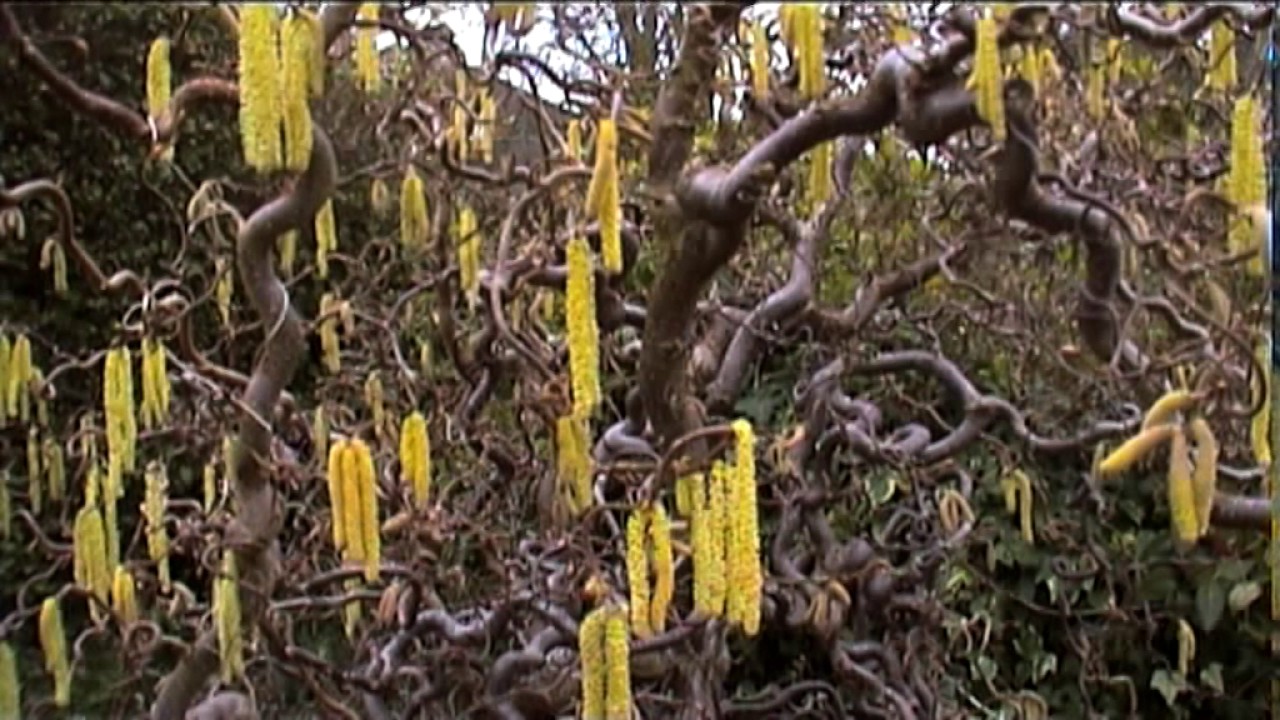 catkins