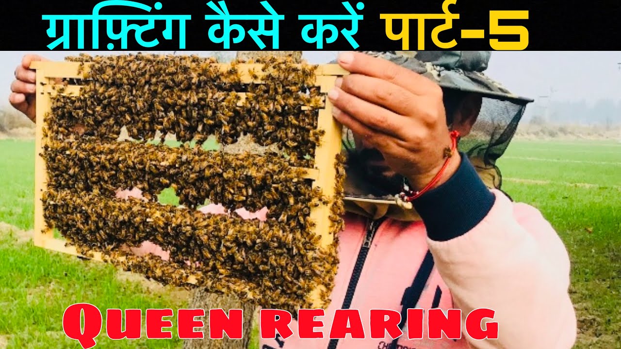 🟢 ग्राफ़्टिंग द्वारा क्वीन कैसे बनायें पार्ट-5( grafting day )(queen rearing)