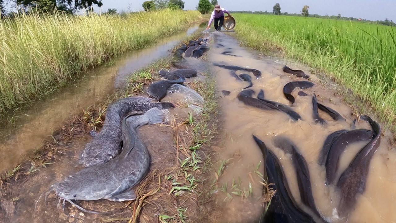 Giant Catfish Flood the Road After Heavy Rain! 🐟😱