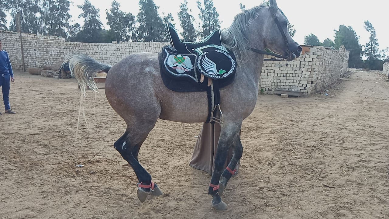 النهاردة اتصدمت خيل تشتريه بي ٢٥٠٠٠الف بعد التدريب علي الادب  تبيعه بي ١٢٠٠٠٠جنيه