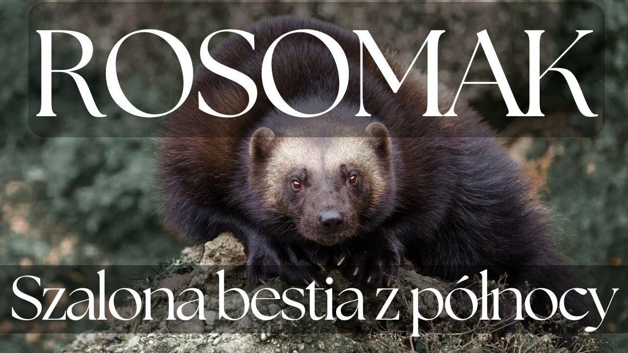 Szalona bestia z p&oacute;łnocy - Rosomak tundrowy | Podcast o zwierzętach nr 8