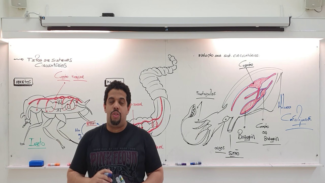 CIRCULAÇÃO DOS INVERTEBRADOS - TIPOS DE CIRCULAÇÃO E EVOLUÇÃO DOS SISTEMAS CIRCULATÓRIOS