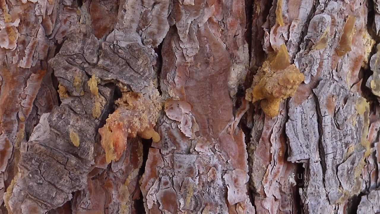 How to Save Your Trees From Pine Beetle Attack | From the Ground Up