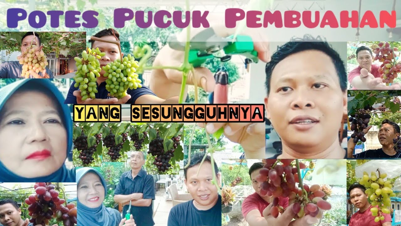 Wajib Tau! Cara Potes Pucuk Pembuahan & Aplikasi Pupuk Pembuahan