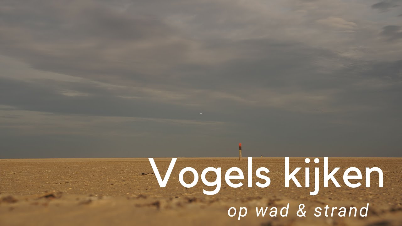 Steltlopers kijken op wad en strand #782